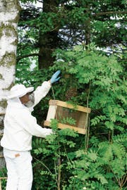 Max Meinherz beim Einfangen eines Bienenschwarms. (Bild: Mario Mannhart, Grabs)