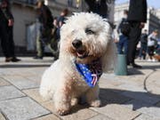 Wooferendum: In London protestieren Hundehalter mit ihren Tieren gegen den Brexit. (Bild: KEYSTONE/EPA/NEIL HALL)
