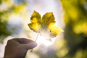 Egal ob gestellt oder Schnappschuss – senden Sie uns Ihr schönstes Herbstfoto. (Bild: Benjamin Manser)