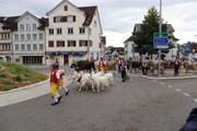 In Trachten gekleidet begleiten die Kinder die Geissen durch den Kreisel. (Bild: Aaron Hofstetter)