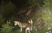 Das undatierte Bild einer Fotofalle zeigt Jungwölfe des Calandarudels, Jahrgang 2014. Das erste Wolfsrudel der Schweiz am Calanda im Grenzgebiet zwischen Graubünden und St. Gallen wächst und wächst. Die Wildhut lieferte mit einer Fotofalle den Beweis dafür, dass sich das Rudel schon zum dritten Mal fortgepflanzt hat. (Bild: Amt für Jagd und Fischerei des Kantons Graubünden (19. August 2014)