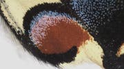 Ein Augenfleck auf dem Flügel eines Schwalbenschwanz-Schmetterlings, aufgenommen mit der neuen Stereolupe. 20 Schuppen nebeneinander ergeben gerade einmal einen Millimeter. (Bild: PD)