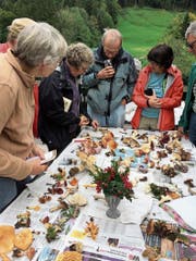 Zu den Exkursionen des Pilzvereins Toggenburg gehört auch das gemeinsame und fachkundige Bestimmen der «Fundstücke». Einige dieser Veranstaltungen stehen auch Nichtmitgliedern offen. (Bild: PD)