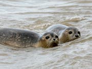 Zwei junge Seehunde am Strand der Insel Juist. (Bild: KEYSTONE/AP/FOCKE STRANGMANN)
