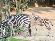 Zebrafohlen Pageri erkundet die Aussenanlage im Zoo Basel. (Bild: Keystone/Zoo Basel (Torben Weber))