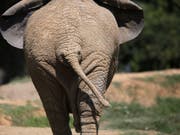 Im Zoo von Johannesburg lebt nur noch ein einzelner Elefant. (Bild: KEYSTONE/EPA/KIM LUDBROOK)