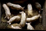 Schweine wühlen in ihrem Gehege. (Bild: Key/Jean-Christophe Bott)