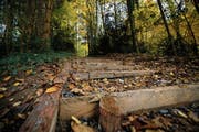 Vom Start führt eine lange Treppe mit Holzstufen in die Höhe. (Bild: Stefan Kaiser (Oberwil, 7. November 2018))