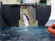 Getötete Zwergwale an Bord eines japanischen Schiffs im antarktischen Meer. (Bild: KEYSTONE/AP AUSTRALIAN CUSTOMS SERVICE/Handout)