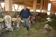 Landwirt Toni Huber aus Oberhelfenschwil versorgt seine Kühe – diese leben in einem Laufstall mit viel Licht und Luft – mit eigenem Heu. (Bild: Adi Lippuner)