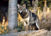 Grossraubtiere wie der Wolf - hier ein Exemplar in Gefangenschaft - beschäftigen den Urner Landrat. (Bild: Romano Cuonz, Juni 2015)