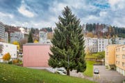 Der diesjährige St.Galler Weihnachtsbaum: Noch steht die Rottanne an der Rehetobelstrasse 71a. (Bild: Urs Bucher)
