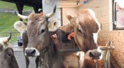 Sollen Hornkühe gefördert werden oder nicht? (Bilder: Florian Arnold/Urs Hanhart)