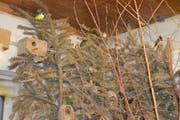 Wunderbare Laune der Natur: Die Farbigkeit der Prachtfinken vermag die Besuchenden des Vögeliparks zu begeistern. (Bild: Zita Meienhofer)