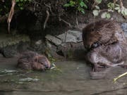 Ein erwachsener und ein junger Biber auf einem Bild von Pro Natura. (Bild: CHRISTOF ANGST/PRO NATURA)