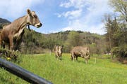 Dank einer Teilrevision der kantonalen Landwirtschaftsverordnung sollen 59 Betriebe zusätzlich als Gewerbebetriebe anerkannt werden. (Bild: Elias Bricker, 15. April 2016)