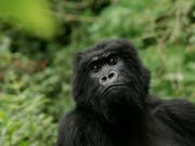 Die Zahl der Berggorillas hat sich dank Schutzmassnahmen auf über 1000 Tiere erhöht. In der Roten Liste der bedrohten Arten gelten sie nun nur noch als «stark gefährdet». (Bild: KEYSTONE/AP/THEMBA HADEBE)