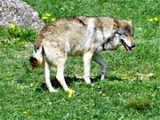 Symbolbild: Ein Wolf im Tierpark Goldau. (Bild: Romano Cuonz, Tierpark Goldau, 2017)