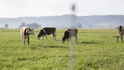 Für Wiesenmilch fressen Kühe mehr Gras als für konventionelle Milch. (Archiv Keystone)