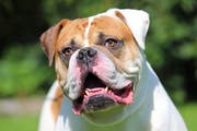 Neun American XXL-Bulldoggen wurden vom Hof in Andwil weggebracht. (Symbolbild: Getty Images)