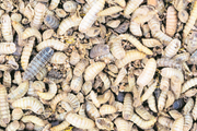 Die Larven der Schwarzen Waffenfliege bestehen aus 70 Prozent Eiweiss und eignen sich damit für Kraftfutter. Bild: Alamy