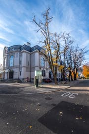 Die Linden sind so alt wie die Tonhalle. Nun müssen sie weg. (Bild: Urs Bucher/ 10. November 2018)
