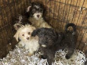 Einige der geretteten Hunde - sie müssen jetzt medizinisch versorgt und aufgepäppelt werden. (Bild: Keystone/AP/LINDSAY SANATOR)