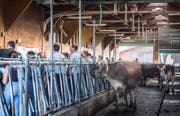 Agroscope in Tänikon präsentiert aktuelle Forschungsprojekte zum Weidemanagement. (Bild: Andrea Stalder)