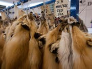 Pelze dienten den mutmasslichen Betrügern als Köder, um an Gold zu kommen. (Bild: KEYSTONE/EPA/ALEX HOFFORD)