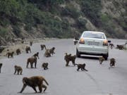 In Indien leben rund 50 Millionen Affen, der Verlust ihres natürlichen Lebensraums lässt sie immer weiter in die Städte vordringen. (Bild: Keystone/EPA/JAIPAL SINGH)