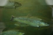 Die Seeforelle ist bei der Wanderung zu ihren Laichgebieten auf genügend Wasser in den Fliessgewässern angewiesen. (Bild: Donato Caspari)