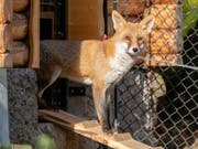 Erkundet seinen Lebensraum: Meister Reineke in der neuen Fuchsanlage des Natur- und Tierparks Goldau. (Bild: PD)