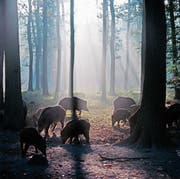 Der Wildschweinbestand in französischen Wäldern steigt rasant an. (Bild: Getty)