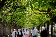 Am Nationalquai in Luzern ersetzt die Stadt neun Kastanienbäume. (Bild: Pius Amrein, 23. April 2015)
