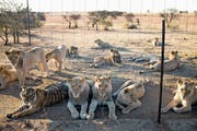 In Südafrika leben über 8000 Löwen und weitere Raubtiere in Gefangenschaft. Im Bild eine Farm in Kroonstad. (Bild: Per-Anders Pettersson/Getty)