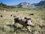 Nicht alle Schweine geniessen eine so artgerechte Haltung wie diese auf der Alp Selez im Kanton Uri. (Bild: KEYSTONE/URS FLUEELER)
