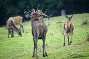 Hirsche in freier Wildbahn. (Bild: Romano Cuonz)