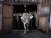 In den Sommermonaten sind viele Kühe auf der Alp. Dass sie Hörner tragen, ist nicht selbstverständlich. Wegen Verletzungsgefahr haben viele Bauern in den letzten Jahren ihre Kühe nach der Geburt enthornt. (Bild: KEYSTONE/GIAN EHRENZELLER)
