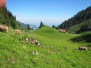 Die Alp Wangi auf 1500 M.ü.M auf Klewenalp wird mit einer Naturstrasse erschlossen. (Bild: PD)