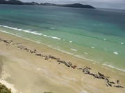In Neuseeland wurden am Wochenende mehrere Dutzend Grindwale am Strand entdeckt. (Bild: KEYSTONE/AP Department of Conservation)