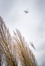 Der Helikopter transportiert die Pappeln ab. (Bild: Andrea Stalder)