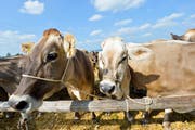 Kühe ohne Hörner – heute ein weitverbreitetes Bild. Warum das so ist, wissen nur die Bauern. Denn die Entscheidung, ob mit oder ohne Hörner, liegt einzig und alleine beim Landwirt. (Bild: Donato Caspari)