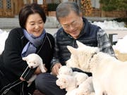 Hunde-Diplomatie: Die Pungsan-Hündin Gomi war ein Geschenk des nordkoreanischen Machthabers Kim Jong Un an den südkoreanischen Präsidenten Moon Jae In. Nun hat sie einen Wurf Welpen geboren. (Bild: KEYSTONE/EPA YNA / CHEONG WA DAE PRESS/CHEONG WA DAE PRESS /HAND)