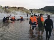 Die Helfer konnten mit Hilfe von Pontons sechs Wale 400 Meter weit ins offene Meer bringen. (Bild: Keystone/AP)