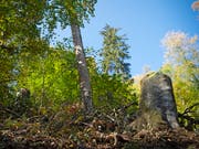 In der Schweiz gehört der Wald fast 250'000 Eigentümerinnen und Eigentümern, wie eine Analyse des Bundesamtes für Umwelt zeigt. (Bild: KEYSTONE/MELANIE DUCHENE)