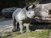 Olmoti im Alter von fünf Monaten im Zoo Zürich. (Bild: Zoo Zürich, Enzo Franchini)