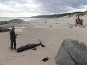 Mehr als zwei Dutzend Grindwale gestrandet: Eines der verandeten Tiere am Strand des Nationalparks Croajingolong. (Bild: KEYSTONE/DEPARTMENT OF ENVIRONMENT / AAP/SUPPLIED / HANDOUT)