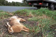 Nicht jeder Unfall mit einem Tier wird gemeldet – obwohl das gesetzlich Pflicht wäre. (Bild: Ingo Bartussek)