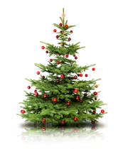 Wer einen Tannenbaum kaufen will, wird bei den Landwirten in der Region fündig.