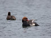 Die Kolbenente (Bild) ist nach der Tafelente der am meisten vorkommende Wasservogel am Neuenburgersee (Bild: Association de la Grande Cariçaie)